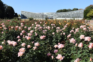 神代植物公園「秋のバラフェスタ」開催