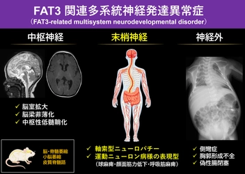 FAT3遺伝子の変異による新たな神経疾患を発見　 ― 進行性の末梢神経障害と全身症状を伴う 「FAT3関連多系統神経発達異常症」を提唱 ―