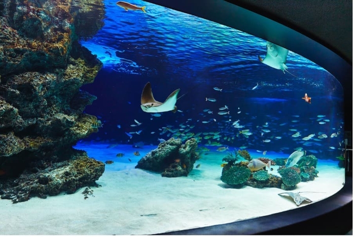 サンシャイン水族館の「サンシャインラグーン」水槽