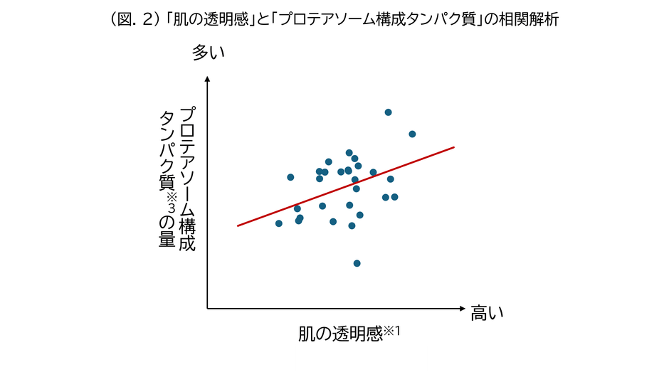 (図.2)「肌の透明感」と「プロテアソーム構成タンパク質」の相関解析