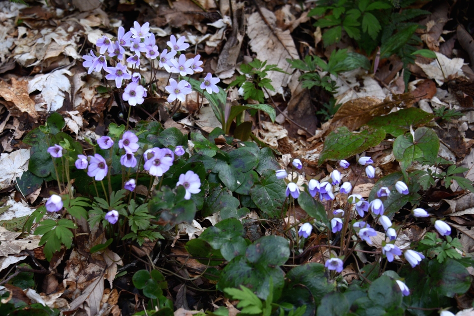 本山村田妙法寺 雪割草(1)