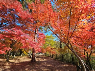色づく渓谷で秋を味わう、 埼玉県嵐山町「嵐山渓谷紅葉まつり」イベントDay　 11月28日、29日に開催