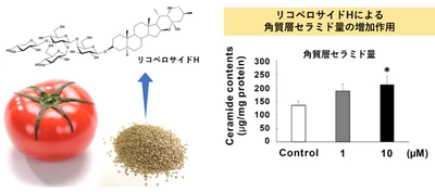 美容素材「トマト種子エキス」の角層セラミド増加および抗炎症作用による皮膚保湿効果が論文に！