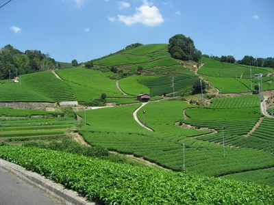 宇治煎茶の町、京都・和束町