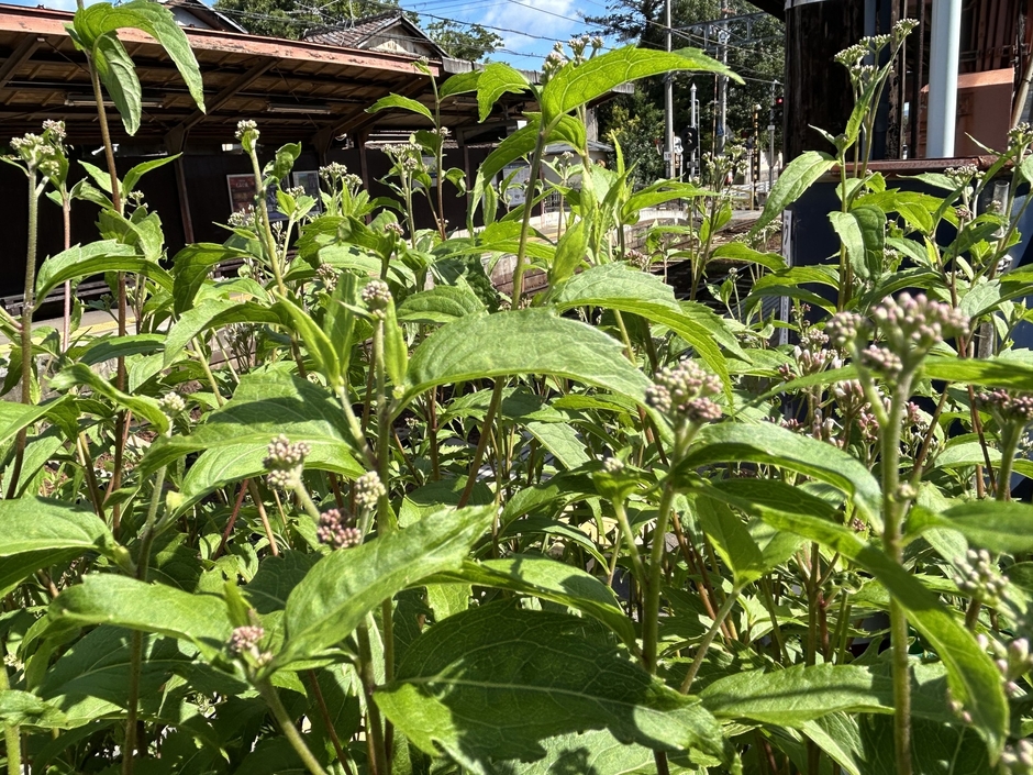 嵐電 等持院・立命館大学衣笠キャンパス前駅のフジバカマ