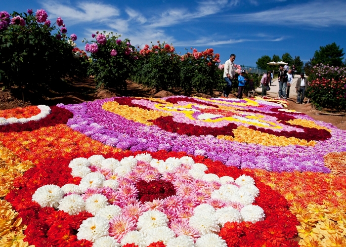 世羅町(花観光農園)