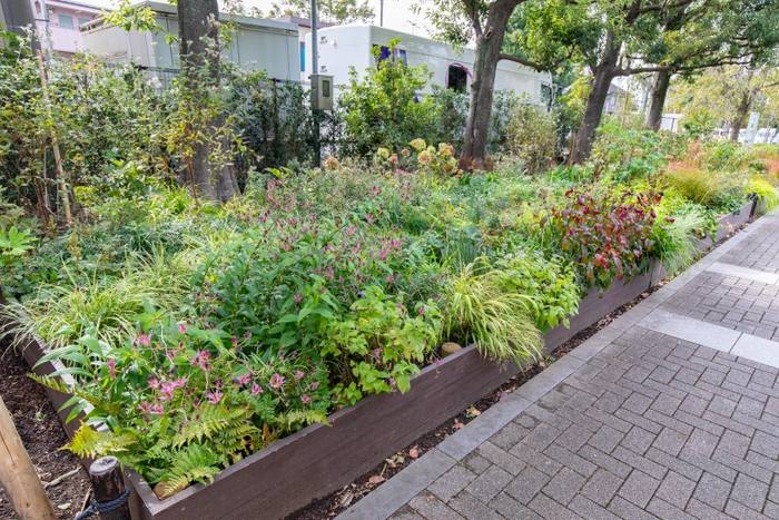 11月の日陰側の花壇の様子