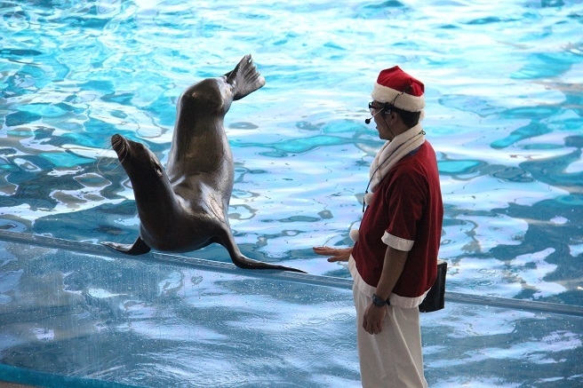 「イルカ・アシカオーシャンライブ」1 ※画像はイメージです。