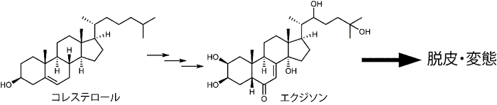補足図2 Noppera-boはコレステロールからのエクジソン生合成に関与する酵素であり、昆虫の脱皮や変態に不可欠。