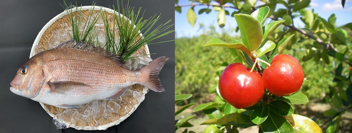 近畿大学とニチレイフーズが開発した「アセロラ真鯛TM」 お客様の高評価を得て、養殖業者との連携で商業生産し2月26日(土)からスーパー「ベイシア」全店舗で販売開始