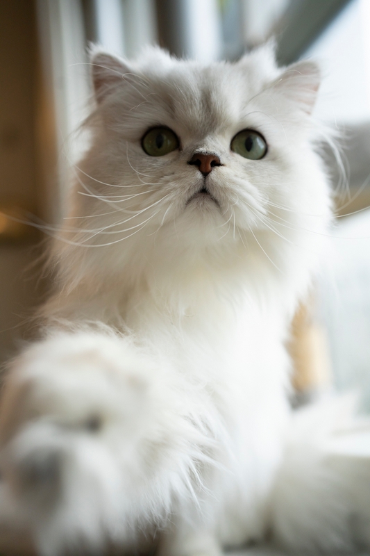 大黒摩季飼い猫 ラン