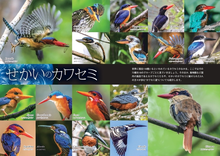 せかいのカワセミ