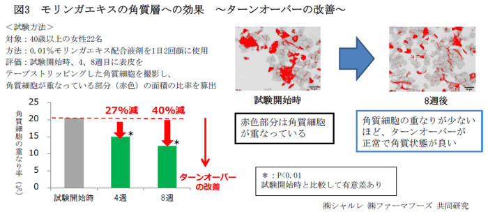 図3　モリンガエキスの角質層への効果　～ターンオーバーの改善～