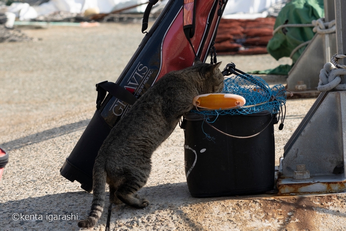 猫と魚14