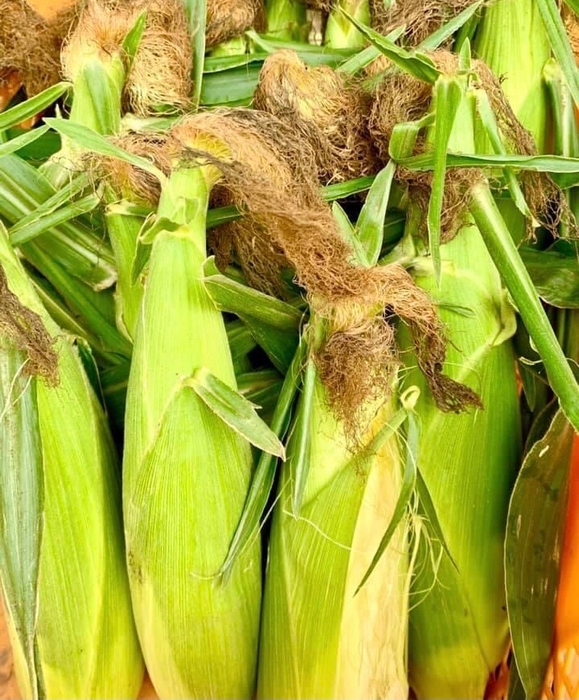 リターンの1つ。地元美唄産のビーマイ倶楽部さんが作っているフルーツコーン。(有機JAS認証)