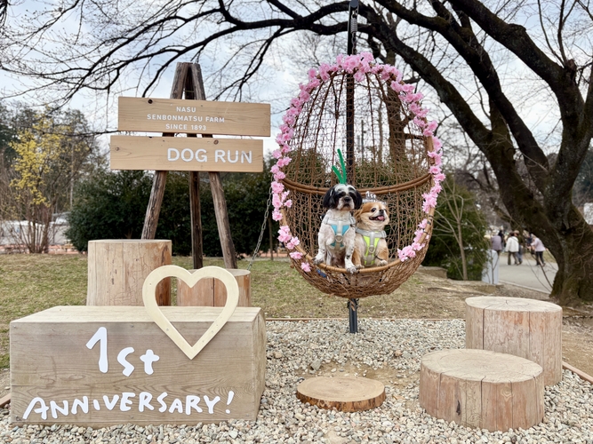 ワンちゃんと楽しむ春の写真撮影会