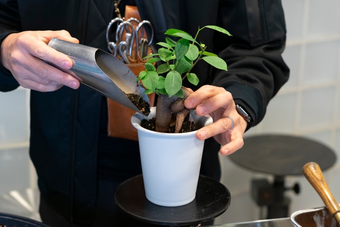 茶殻から作った腐葉土を植物に混ぜる