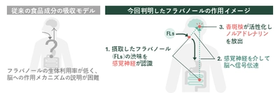 ワインやチョコレートの渋みで記憶力向上、 感覚刺激で作用と判明　 芝浦工大、フラバノールの脳作用メカニズムを解明