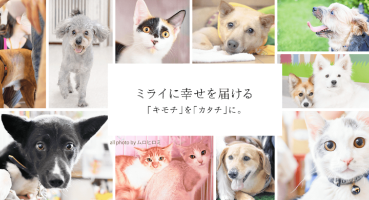 動物のために活動する非営利団体向け 認定支援団体 募集のご案内 ~エントリー期間:2021年1月31日迄〜