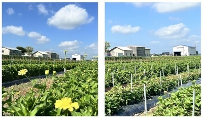 富山県高岡市産ジニア