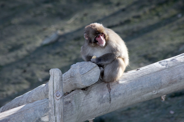 宝登山小動物公園イメージ(1)