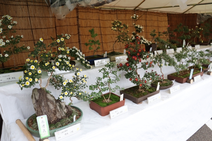 菊花展（昨年の様子）