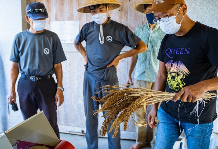 粟の脱穀の様子