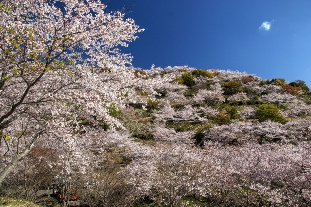 花立公園