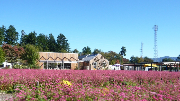 赤いそばの花が咲く「高嶺ルビー2011」をはじめ季節の花々を栽培しています