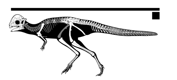 ザヴァケファレの復元骨格図＝白色が発見部位＝（©増川玄哉）