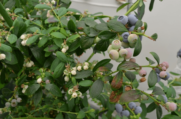 図2:連続開花結実状況