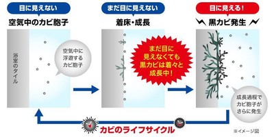 黒カビ予備軍