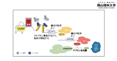 【岡山理科大学】不安は遺伝子の「オン」「オフ」スイッチにより引き起こされる