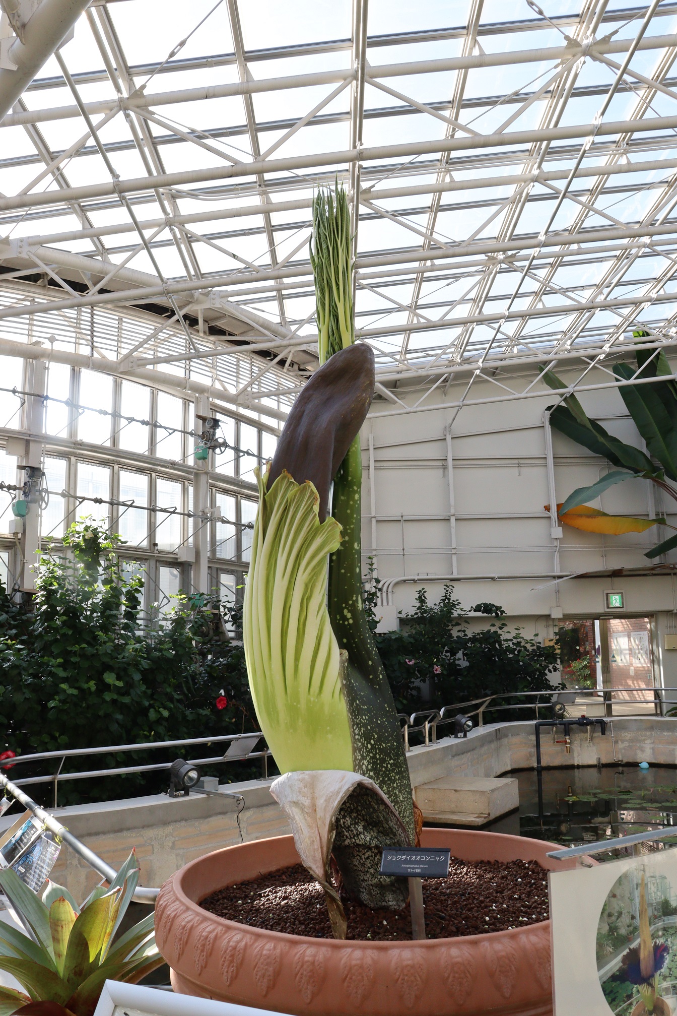 神代植物公園 臨時開園のお知らせ】世界最大級の花“ショクダイオオ