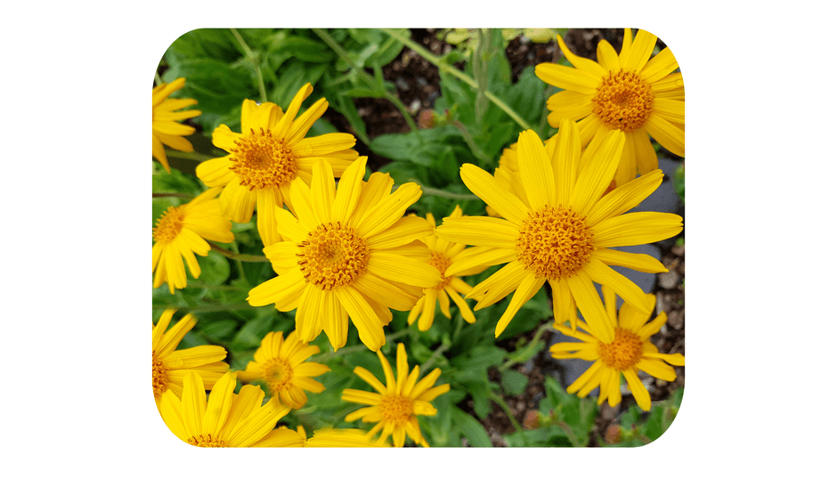 配合ハーブ：アルニカ花エキス　※保湿成分として