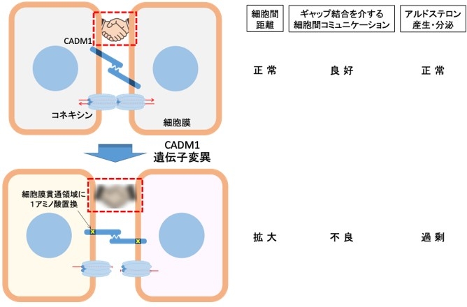 図 アルドステロン産生・分泌が、正常な場合と過剰な場合の細胞間コミュニケーション