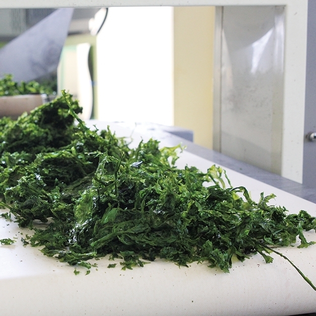 ばらのり製造 1