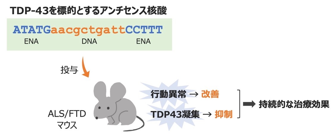 筋萎縮性側索硬化症と前頭側頭型認知症の核酸医薬を開発 発症に関与するタンパク質の異常凝集を抑制し、治療効果を発揮 | NEWSCAST