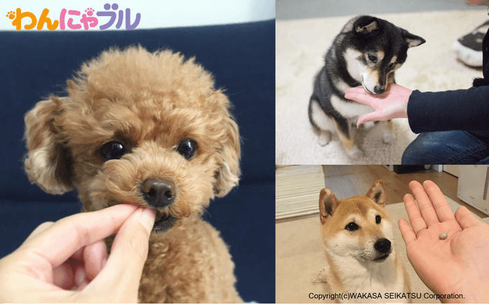 5月13日は愛犬の日