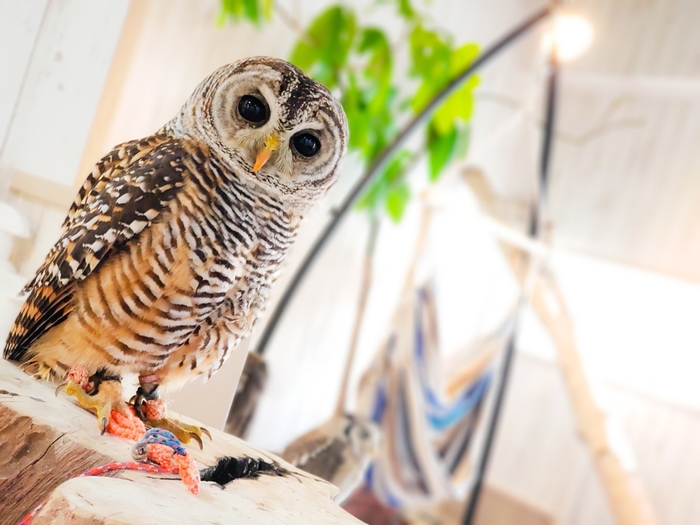 大小さまざまなフクロウがいます!