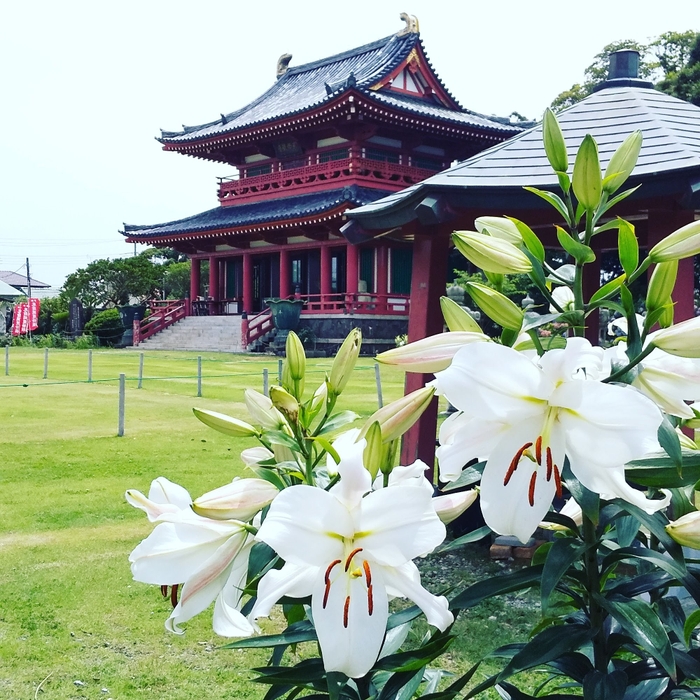 本堂とユリの花