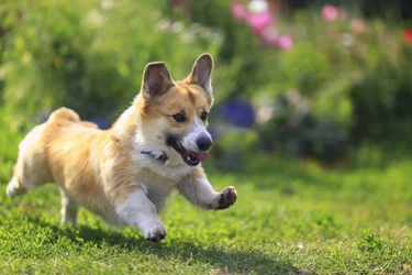 犬の散歩コースは変えるべき！その理由と変える頻度について解説！