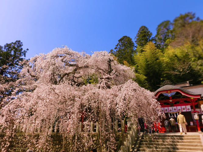 樹齢５００年と言われる「小川諏訪神社のシダレザクラ」