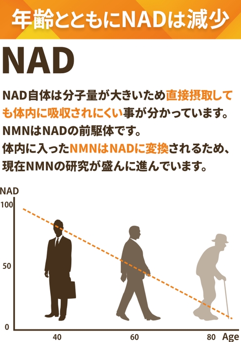 年齢とともにNADは減少