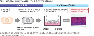 最新のゲノム編集技術をヒト表皮細胞に適用して、 三次元表皮モデルを作製することに成功