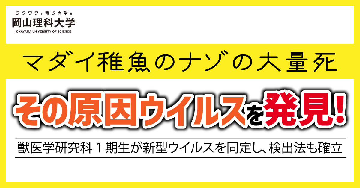 【岡山理科大学】マダイ稚魚のナゾの大量死、その原因ウイルスを発見！―獣医学研究科１期生が新型ウイルスを同定し、検出法も確立