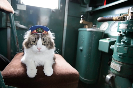 ベストセラー猫写真集「飛び猫」の写真家・五十嵐健太による 芦ノ牧温泉駅の駅長猫「らぶ駅長」のメモリアル写真集を 受注販売開始！