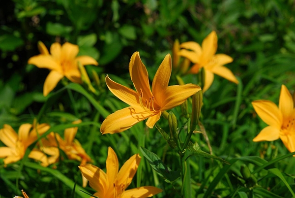 ニッコウキスゲ