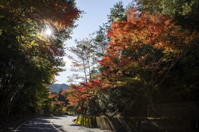 もみじ街道