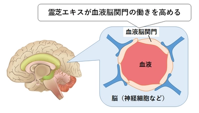 日本メナード化粧品、 霊芝エキスに計算能力を約1.2倍に高める効果を確認！ ～血液脳関門の働きを高める霊芝エキス～